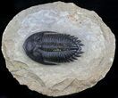 Nice, Hollardops Trilobite - Excellent Detail #57528-1